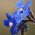fiori blu macro full hd